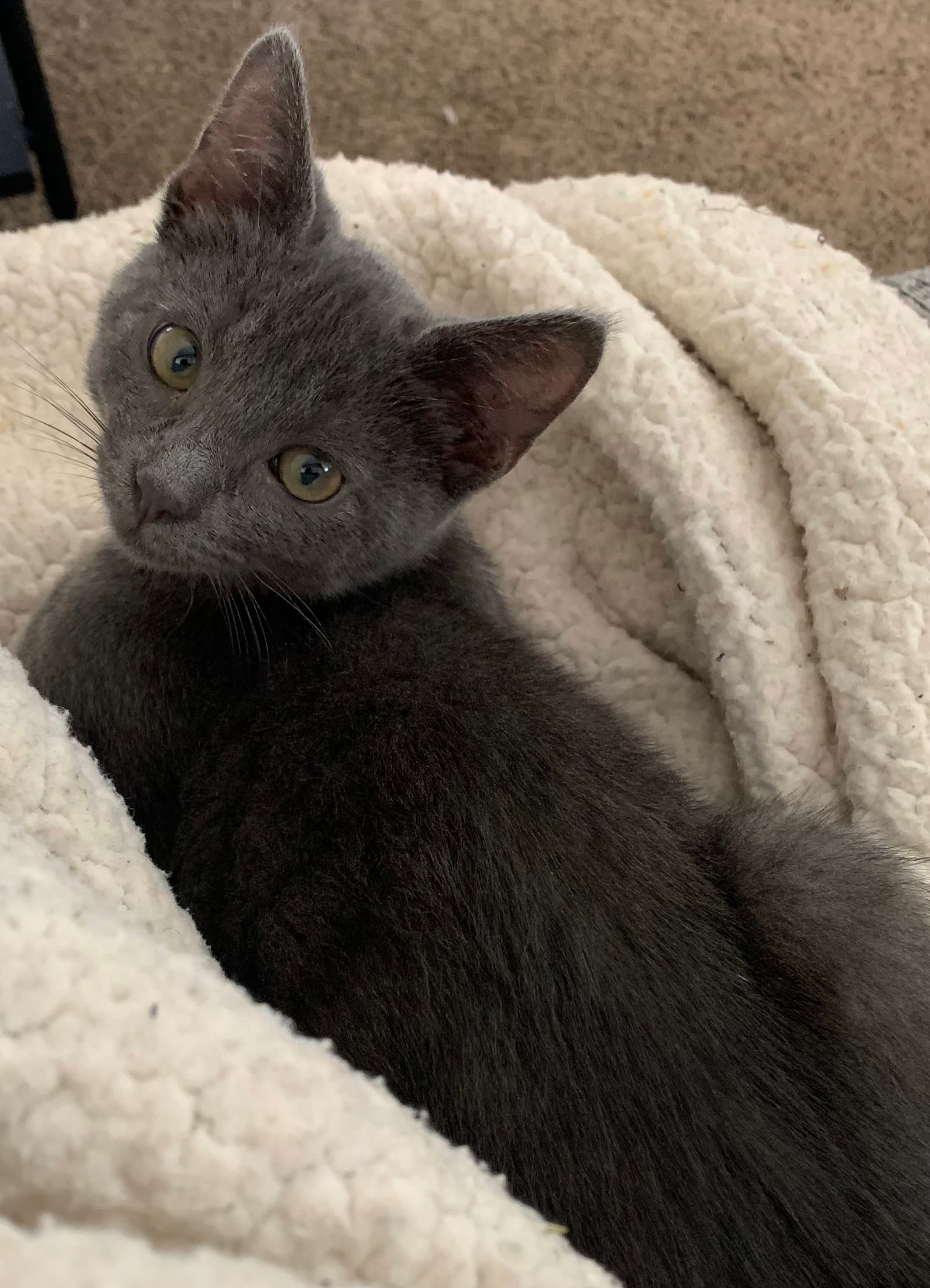 Kashi  Obi - Ccc - Domestic Short Hair
