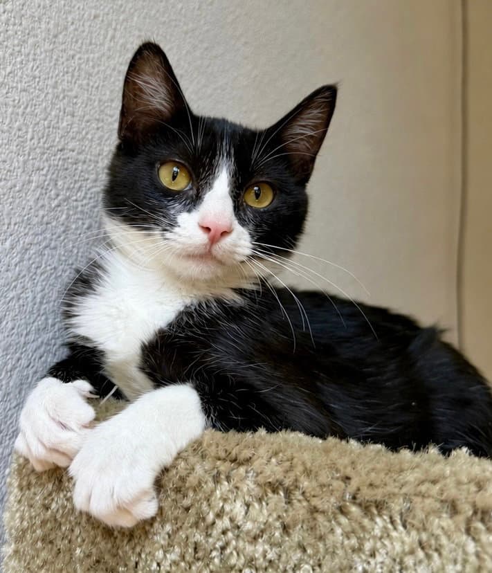 Pepper - Domestic Short Hair