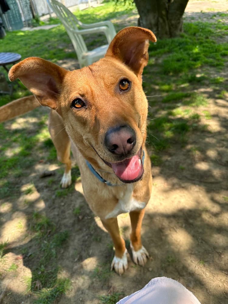 Charming Chance - Hound