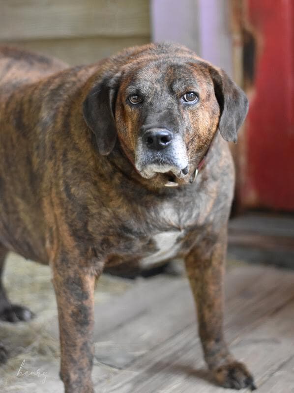 Henry Lee Trinity - Plott Hound