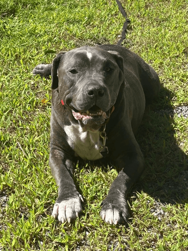 Lucky Loki - American Staffordshire Terrier