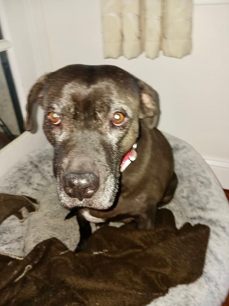 Bonnie Aka Maui - American Staffordshire Terrier