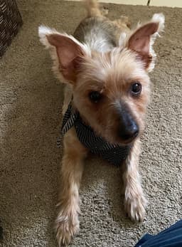 Coco image 1