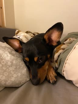 Roxie image 1