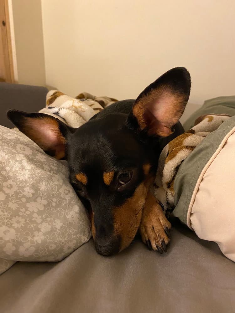 Roxie - Miniature Pinscher