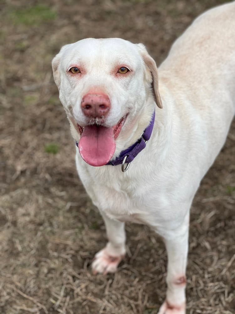 Lucky  Aka Lucky Duck - Labrador Retriever