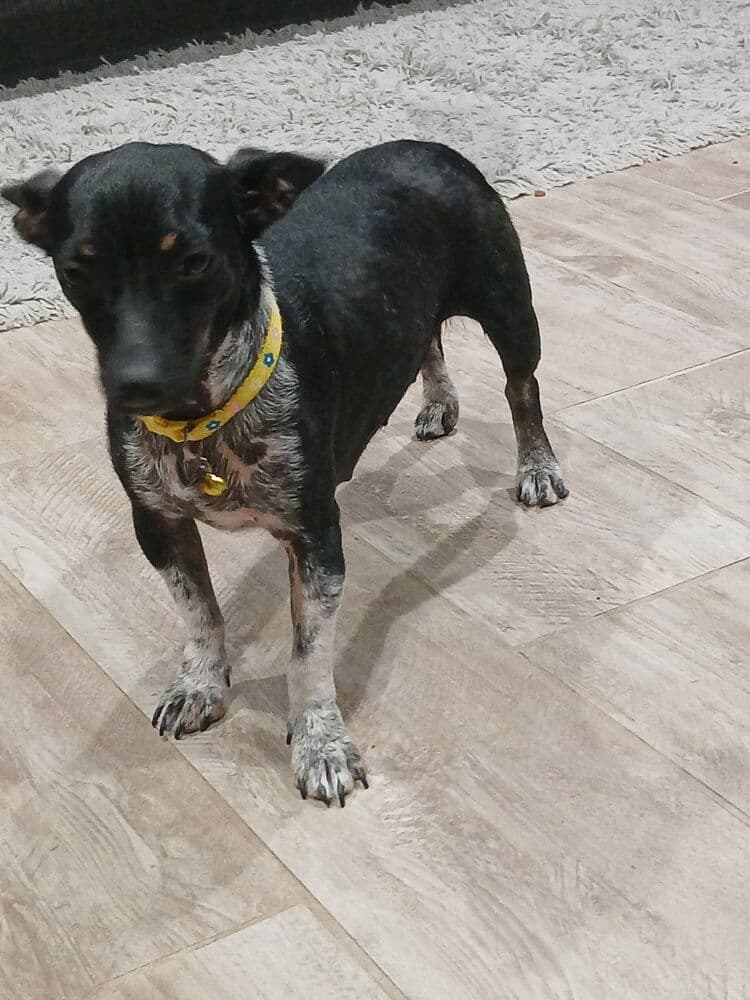 Cosette - Chihuahua