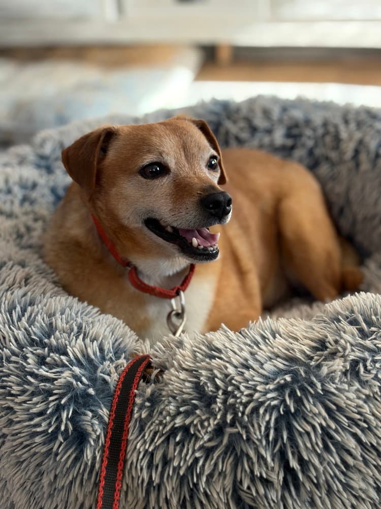 Nicky - Terrier