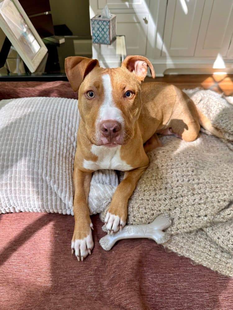 Reyna - American Pit Bull Terrier
