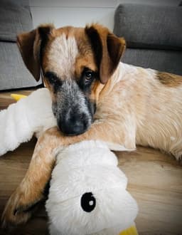 Leonard Big Bang Theory Litter image 1