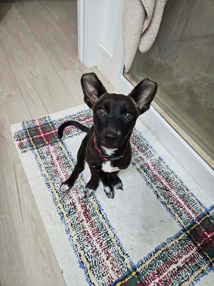 Penny Aka Precious - Chihuahua