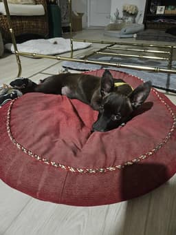 Penny Aka Precious image 3
