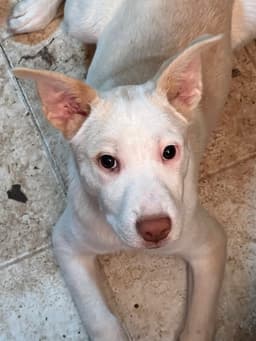 Artax A Pups image 1