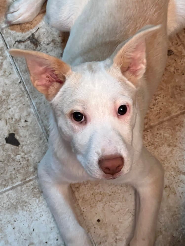 Artax A Pups - Labrador Retriever