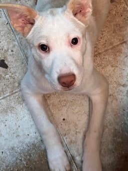 Artax A Pups image 2