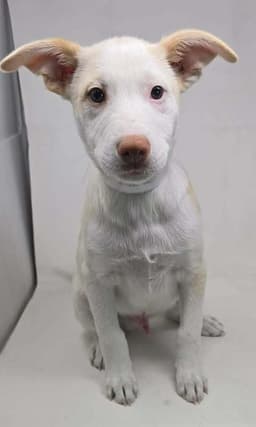 Artax A Pups image 3