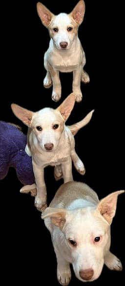 Artax A Pups image 4