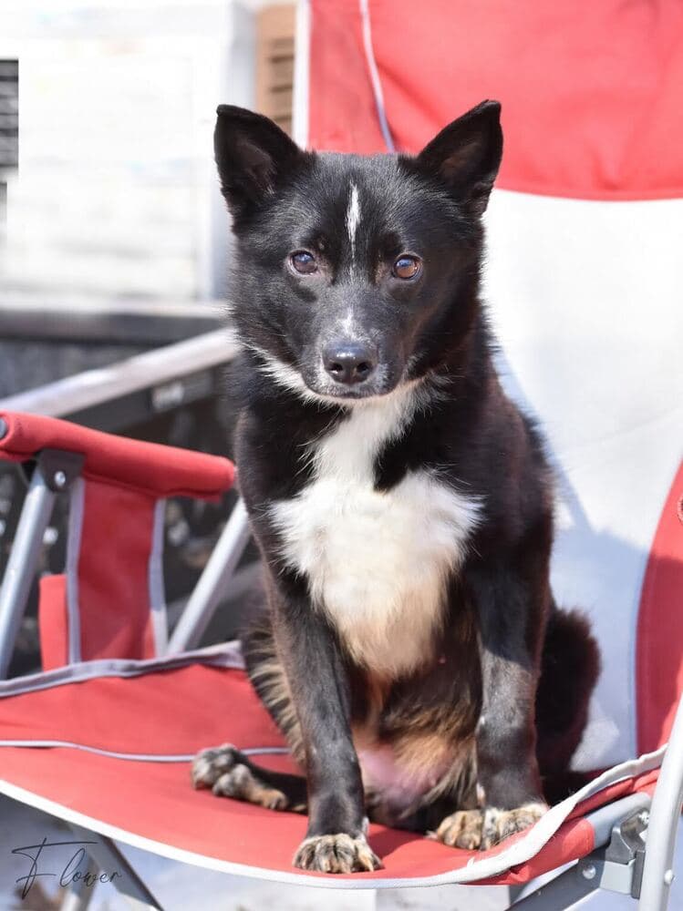 Flower - Border Collie