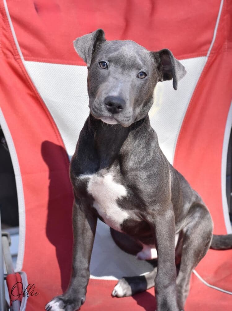 Ollie Houston - Pit Bull Terrier
