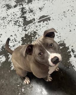 Oswald image 2