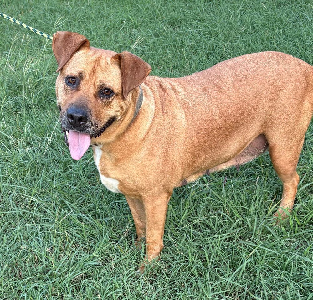 Gracie Tx - American Staffordshire Terrier