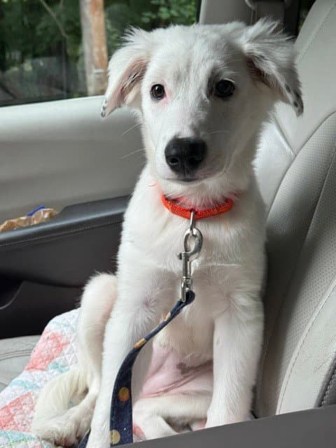 Daphne D Pups - Great Pyrenees