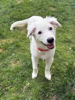 Daphne D Pups image 2