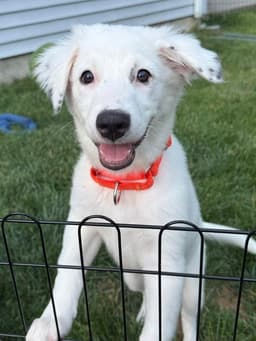 Daphne D Pups image 3