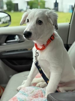 Daphne D Pups image 4