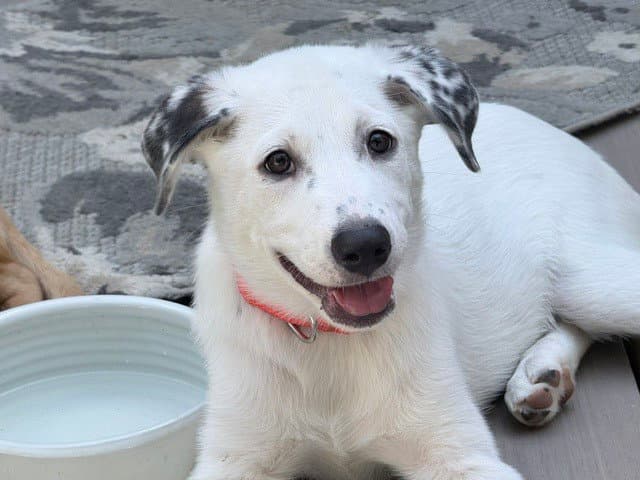 Darcy D Pups - Great Pyrenees