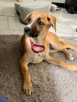 Iris I Pups image 1