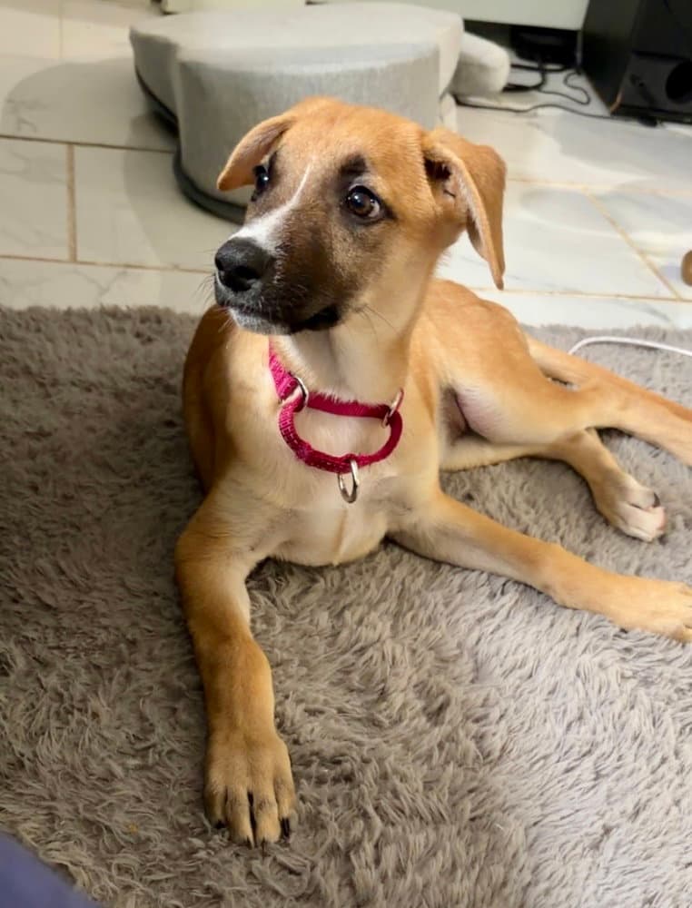 Iris I Pups - Shepherd