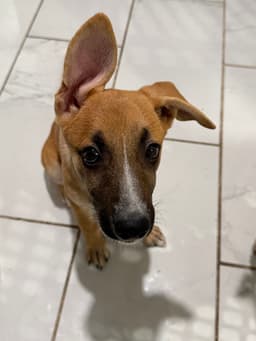 Iris I Pups image 3