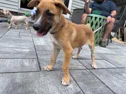 Iris I Pups image 4