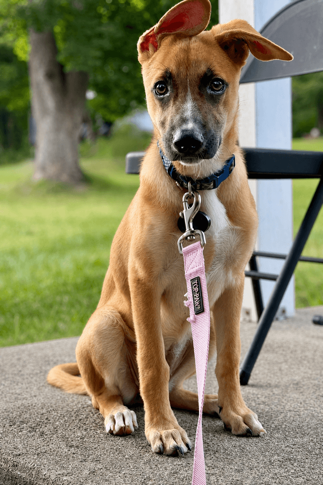 Iris I Pups - Shepherd