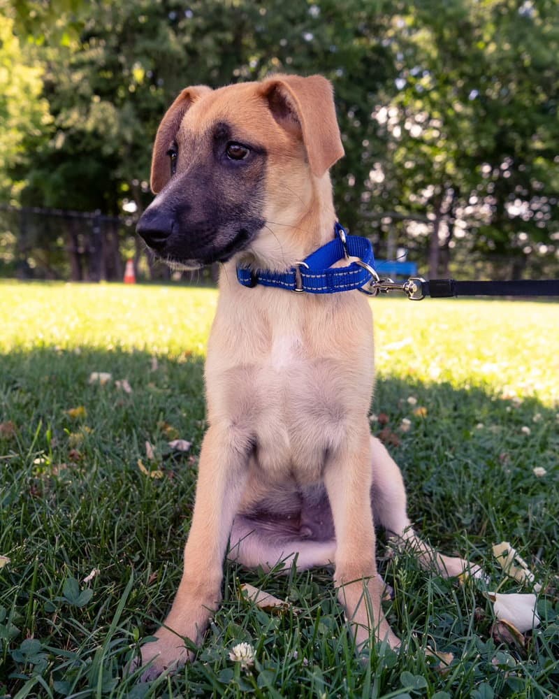 Ike I Pups - Shepherd