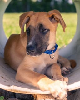 Ike I Pups image 3