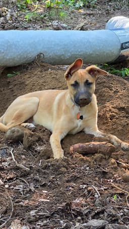 Irving I Pups image 1