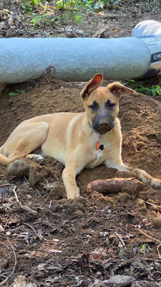 Irving I Pups - Shepherd