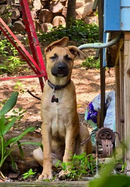 Irving I Pups image 2