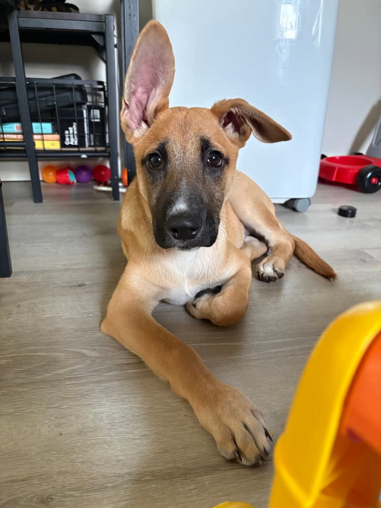 Ivan I Pups - Shepherd