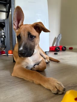 Ivan I Pups image 2