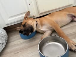 Ivan I Pups image 3