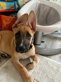 Ivan I Pups image 4