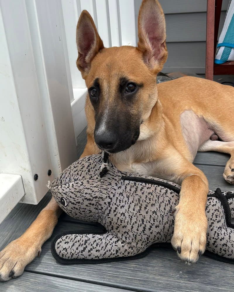 Ivan I Pups - Shepherd