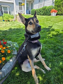 Maisy Sc image 1