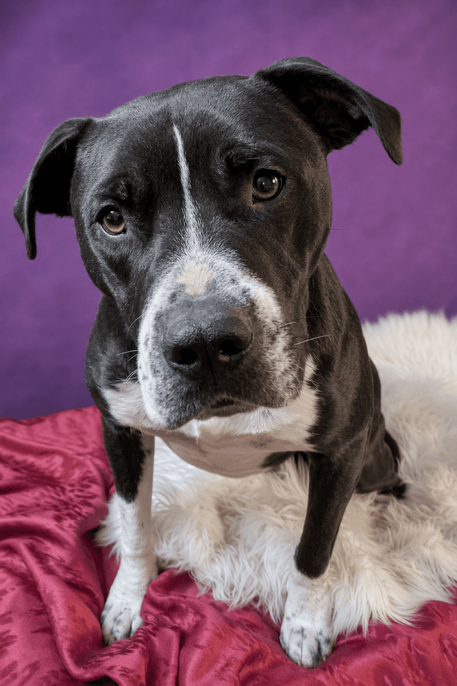 Oscar The Outstanding - Labrador Retriever