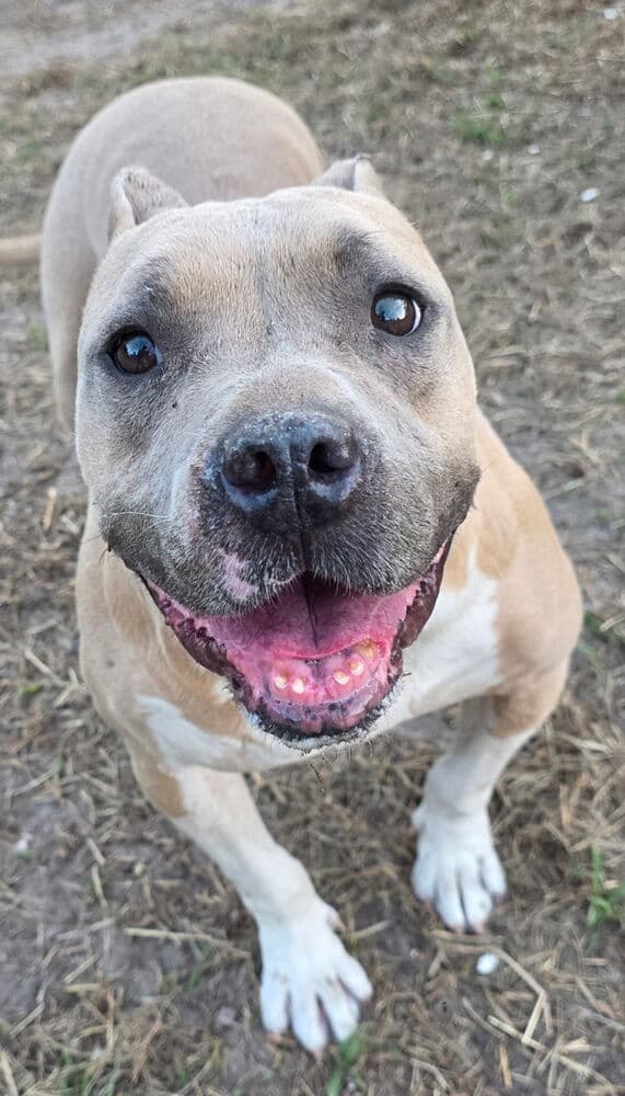 Hope Sc - American Staffordshire Terrier