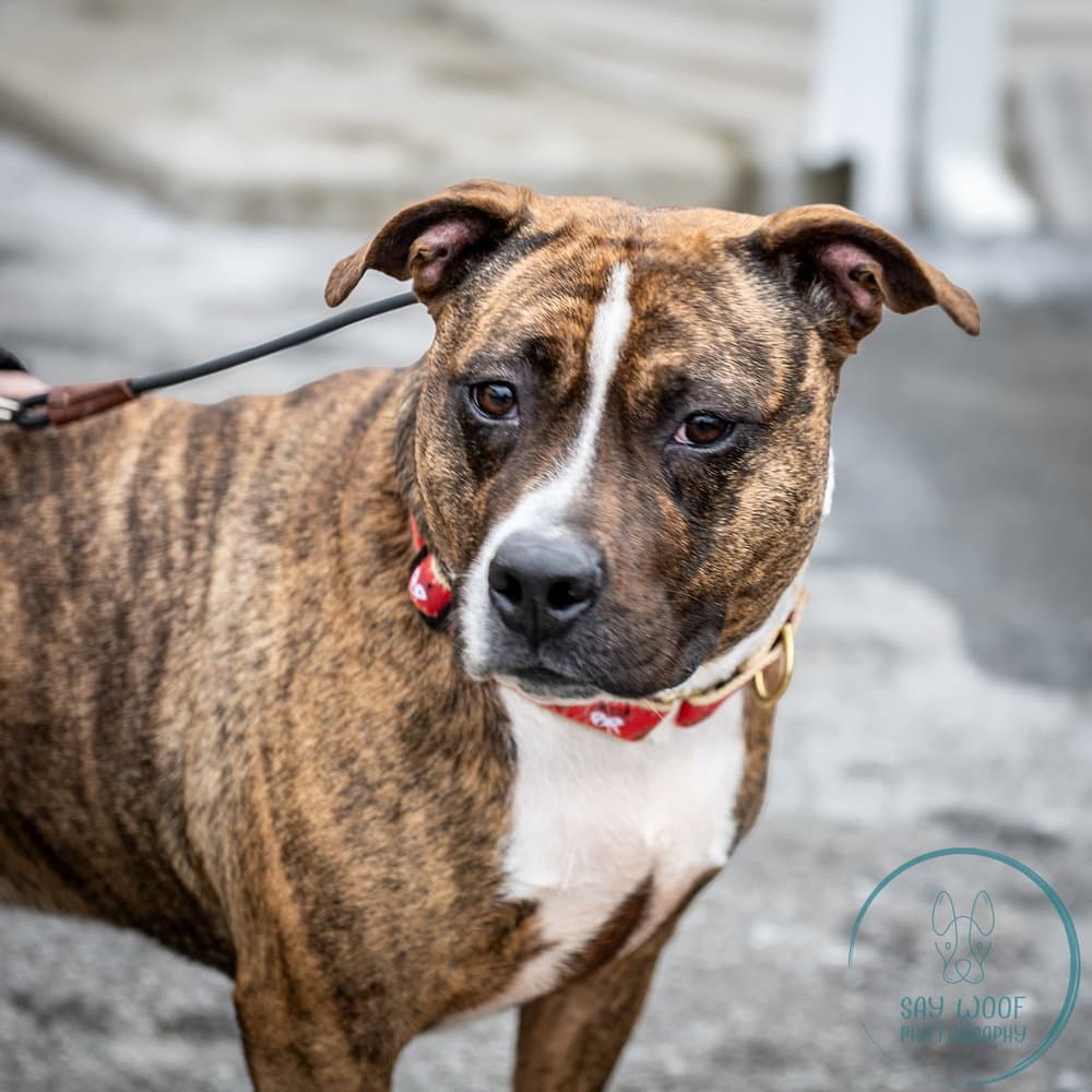 Sage - American Staffordshire Terrier