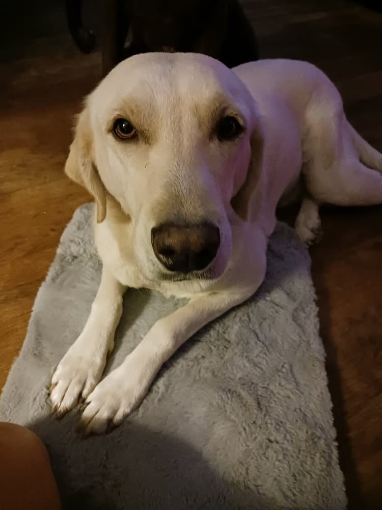 Piper Valley - Labrador Retriever